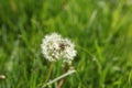 Morning landscape,ÃÂ White dandelion with green background, nature green backgound